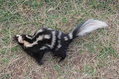 Spilogale angustifrons