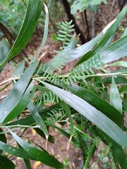 Acacia confusa