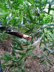 Acacia confusa