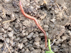 Strigamia bothriopus