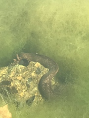 Gymnothorax mordax