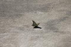 Graphium agamemnon