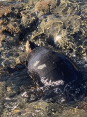 Actinemys marmorata marmorata