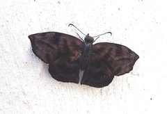 Ebrietas