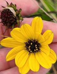 Helianthus debilis image