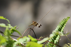 Neurothemis tullia
