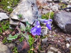 Salvia chamaedryoides