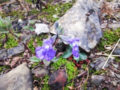 Salvia chamaedryoides