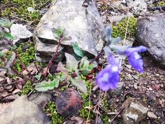 Salvia chamaedryoides