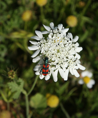 Artedia squamata