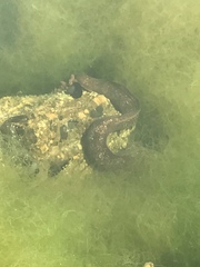 Gymnothorax mordax