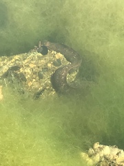 Gymnothorax mordax