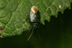 Ditomotarsus punctiventris