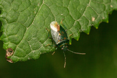 Ditomotarsus punctiventris