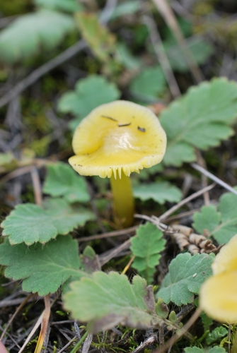 Golden Waxcap