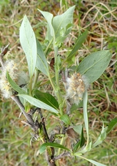 Salix richardsonii