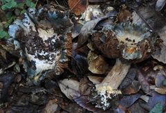 Glaucopodes