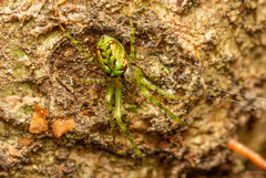 Allende nigrohumeralis