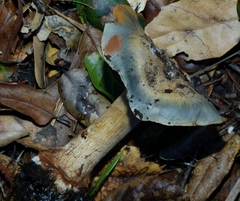 Glaucopodes