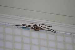 Heteropoda venatoria