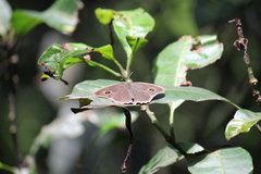 Mycalesis