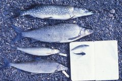 Coregonus clupeaformis