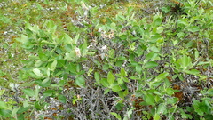 Salix richardsonii