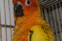 Aratinga solstitialis