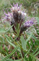 Saussurea angustifolia