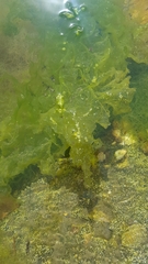 Ulva lactuca