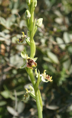 Ophrys bornmuelleri