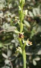 Ophrys bornmuelleri