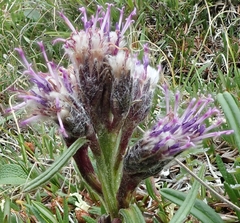 Saussurea angustifolia