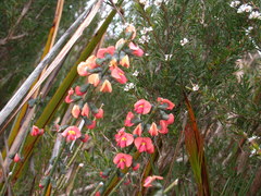 Sphaerolobium grandiflorum