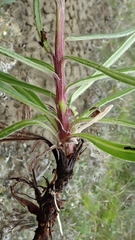 Saussurea angustifolia