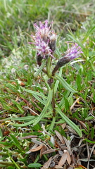 Saussurea angustifolia