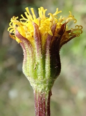 Tephroseris frigida