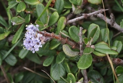 Ceanothus maritimus