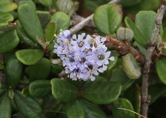 Ceanothus maritimus