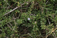 Ceanothus maritimus