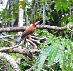 Galbalcyrhynchus leucotis
