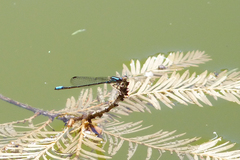 Acanthagrion lancea