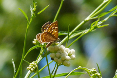 Aricoris indistincta