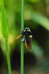 Mallophora ruficauda