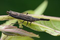 Nacolus assamensis