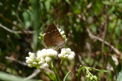 Aricoris indistincta