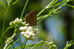 Aricoris indistincta