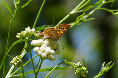 Aricoris indistincta