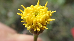 Tephroseris frigida