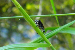 Mallophora ruficauda